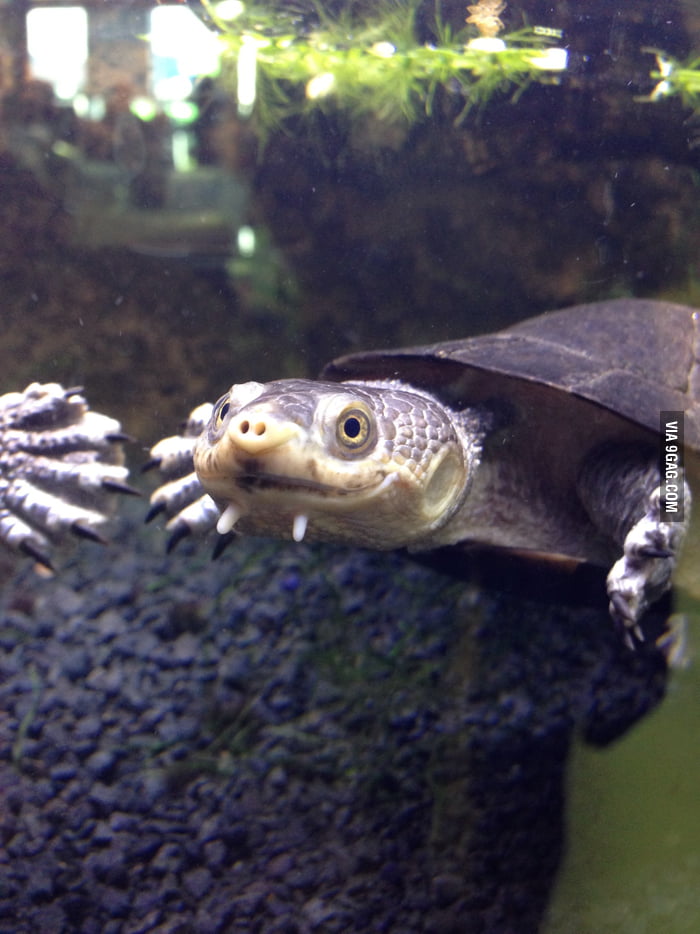 One Happy Turtle - With A Pig Nose. - 9gag