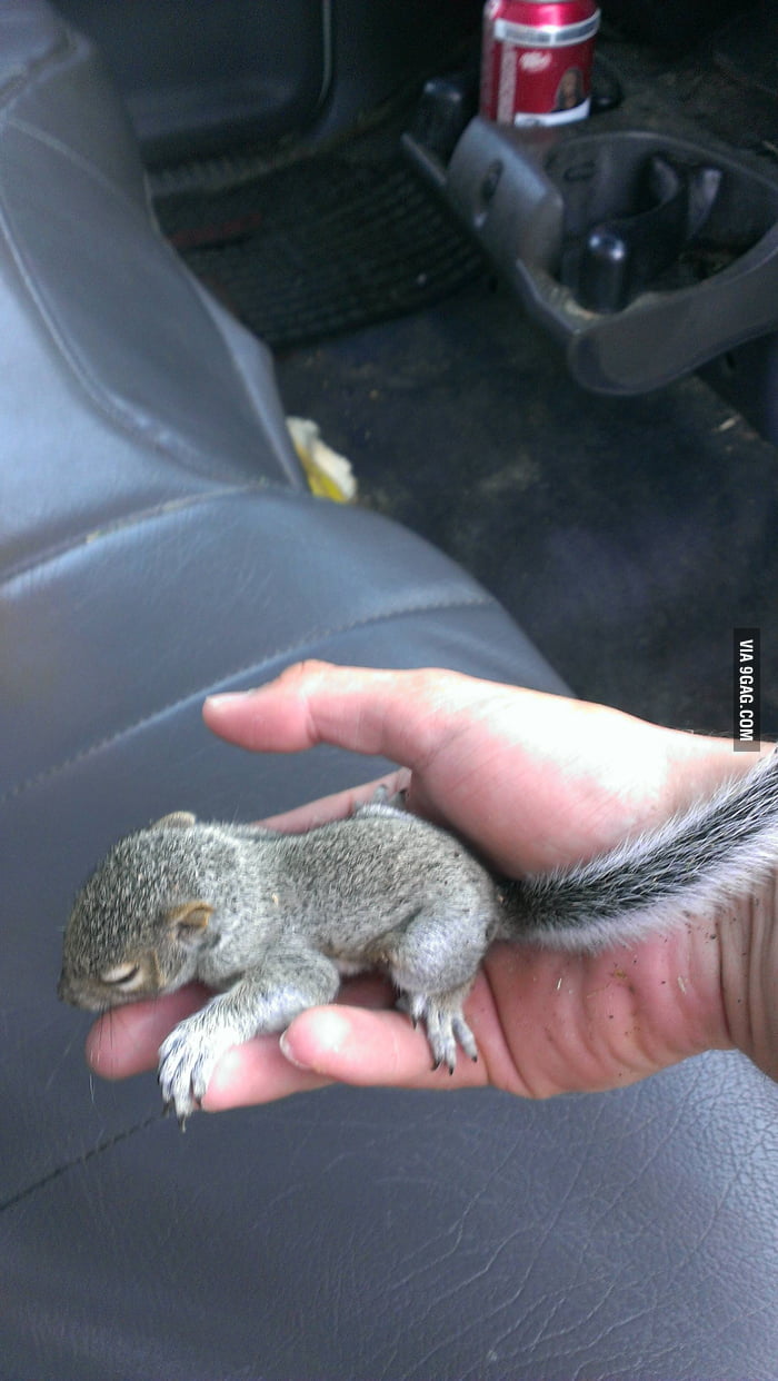 Made A New Friend 9gag