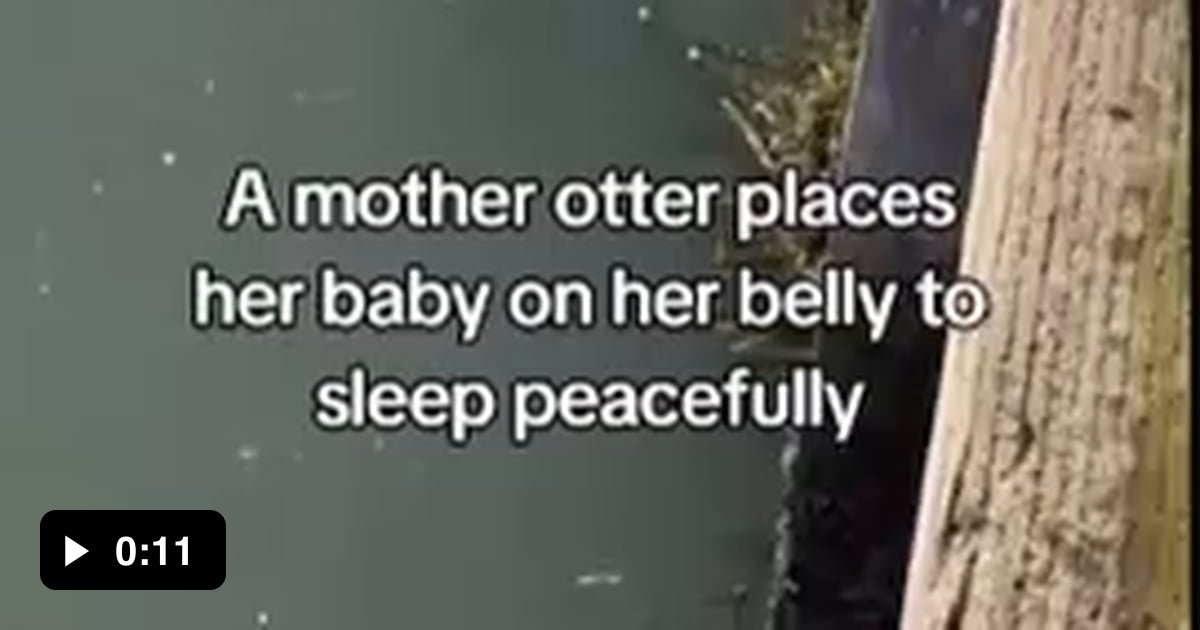 mother-otter-gently-places-baby-on-belly-to-sleep-peacefully-9gag