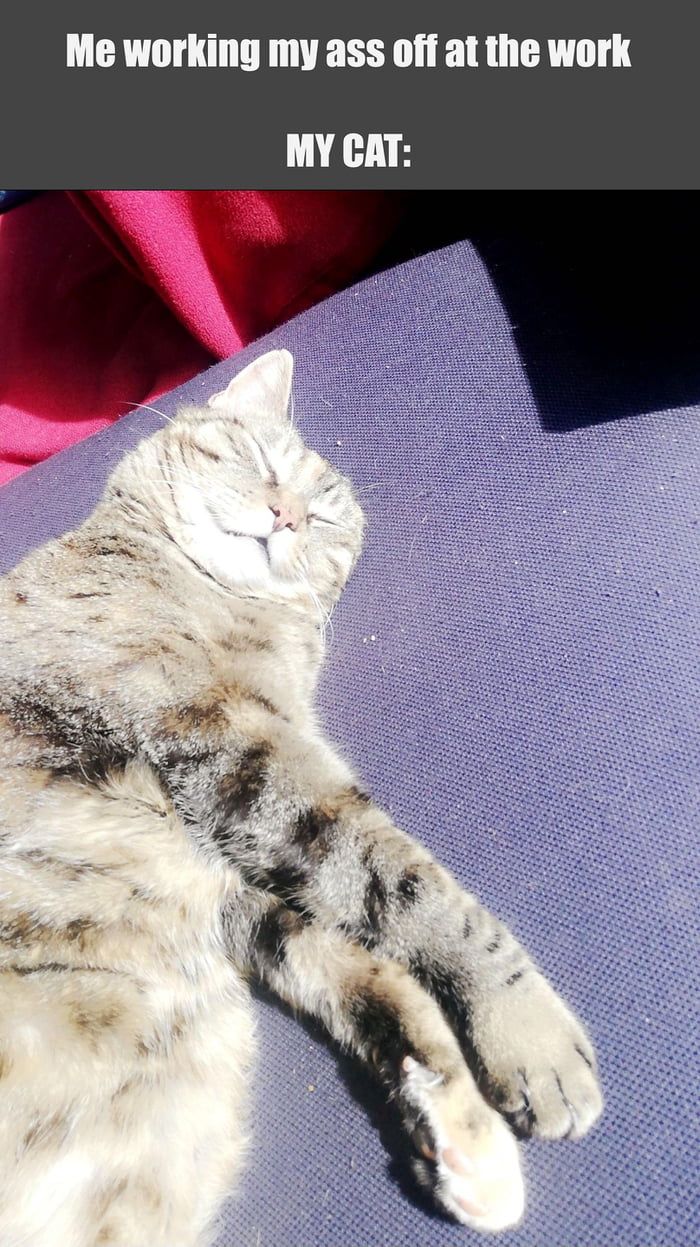 Cat life is the best! - 9GAG