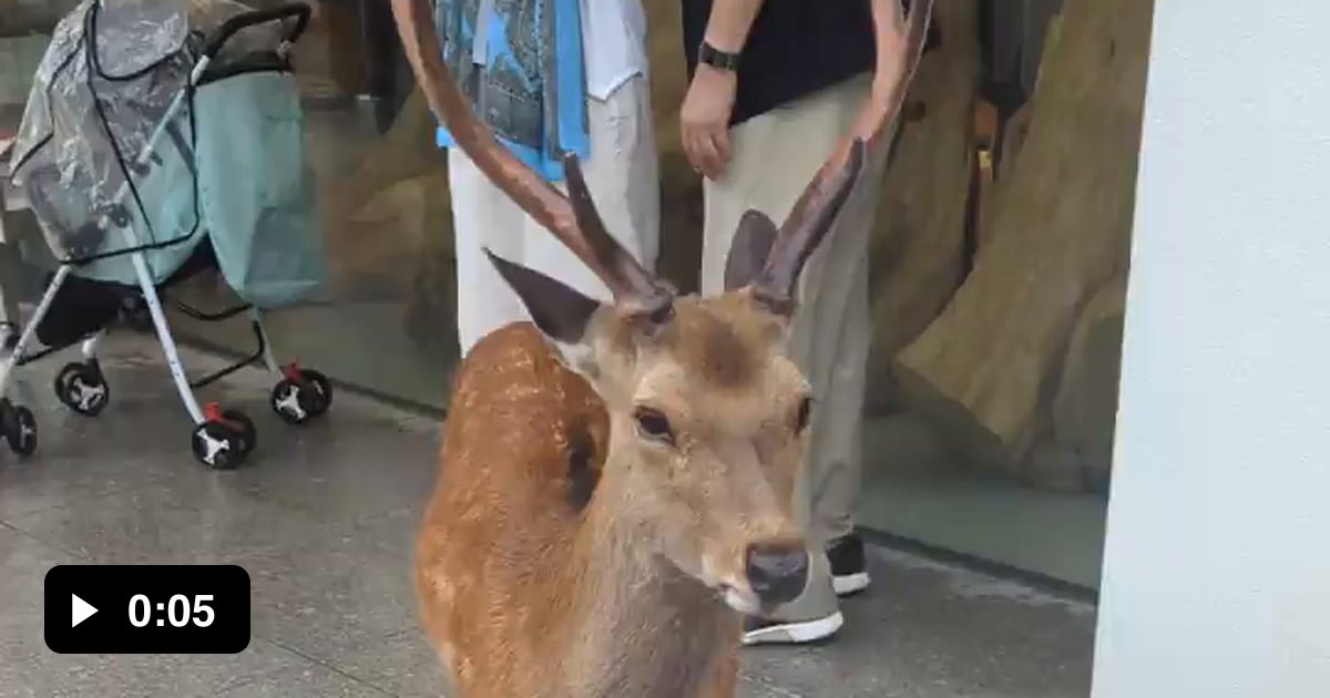 Cute bowing deer in NaraJapan - 9GAG