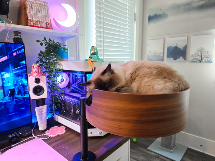 Momo loves her new desk mounted cat bed 😺 - 9GAG