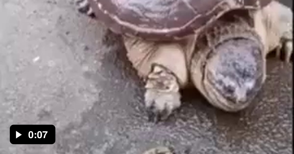 Ninja turtle in action - 9GAG