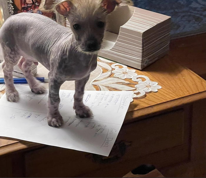 baby-harry-like-to-feel-tall-on-the-table-9gag