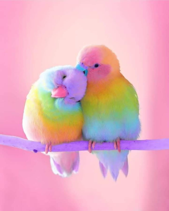 Just some love birds to cheer you guys up 9GAG