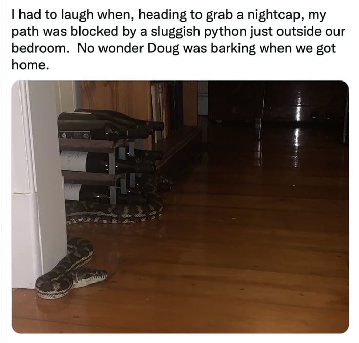 Australian man finds giant snake chilling in his house in the middle of ...