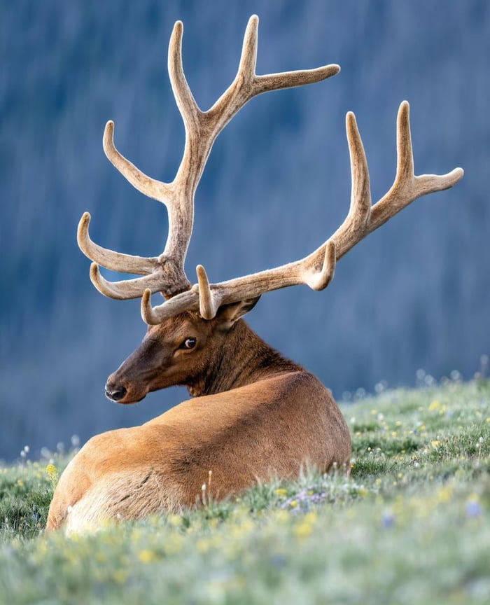 An Elk's Antlers Can Grow About 1 Inch Per Day. This Can Lead A Bull 