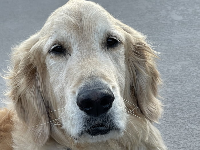 Our 6 year old golden boy was doing well with his lymphoma chemotherapy ...