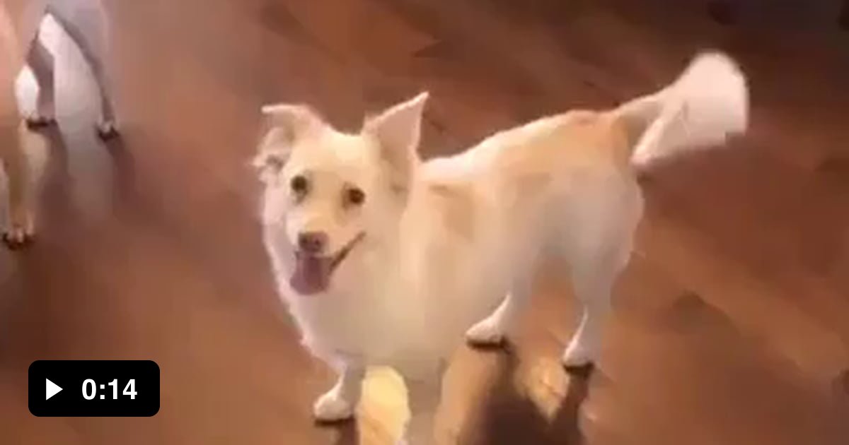 This is how they let their deaf dog know it's time to go for a walk! 9GAG