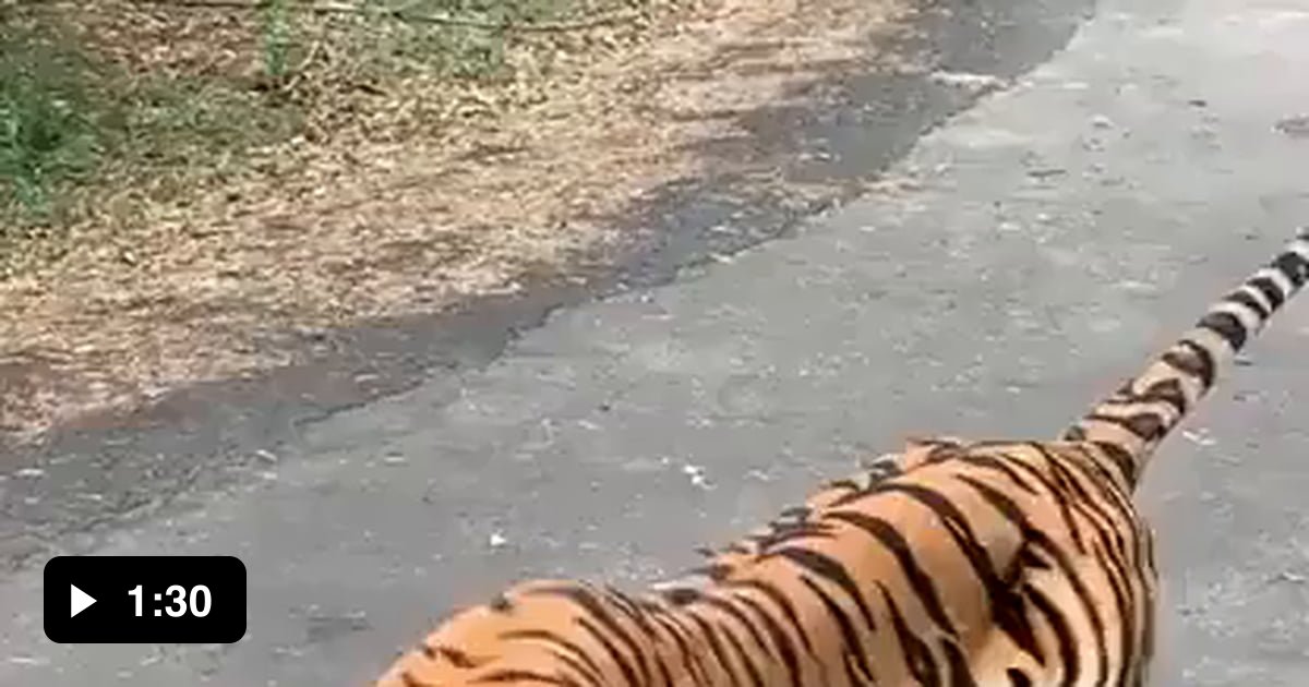 Cars Are Delicious- B.tiger - 9GAG