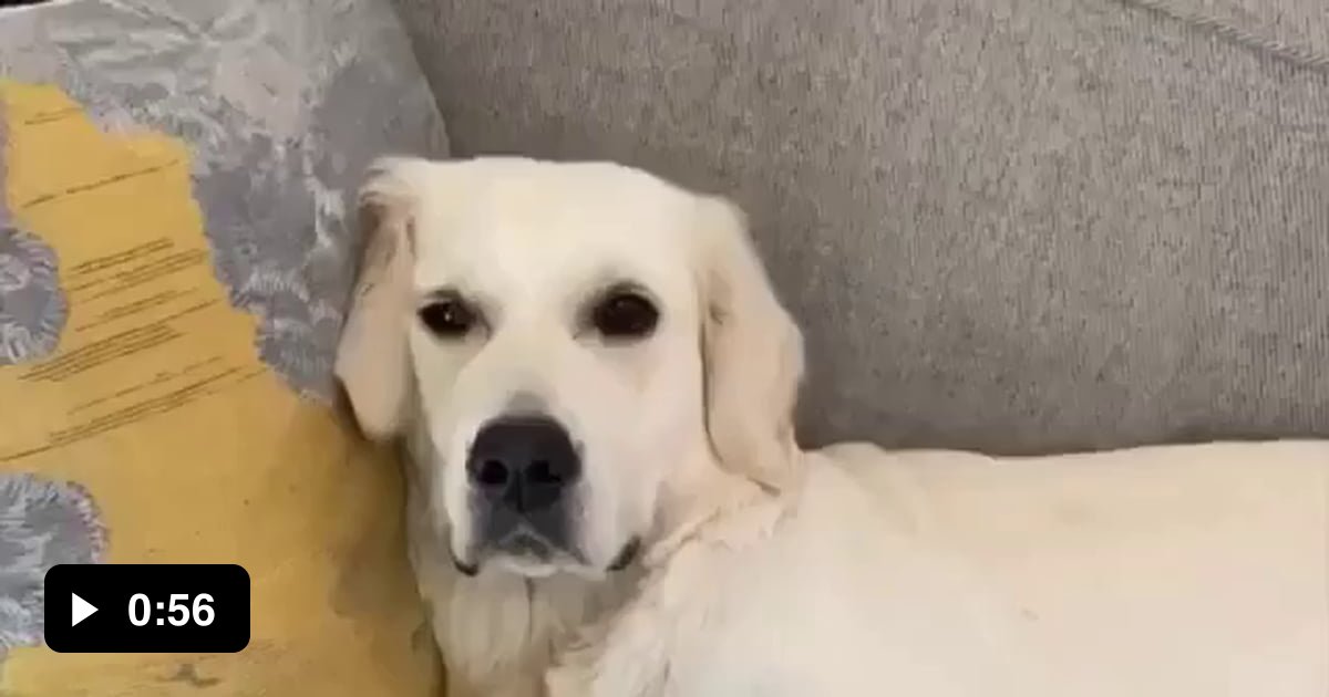 Who Is Your Best Friend 9gag