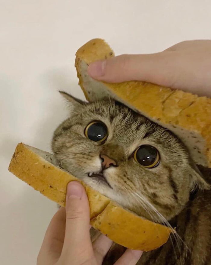 A cute burger cat 9GAG