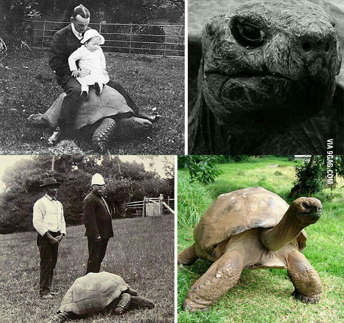 Jonathan the tortoise photographed in 1902 and today.He is now 183 ...