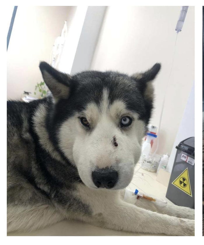 “Lucky”-Husky which saved 5 year old from snake yesterday - 9GAG