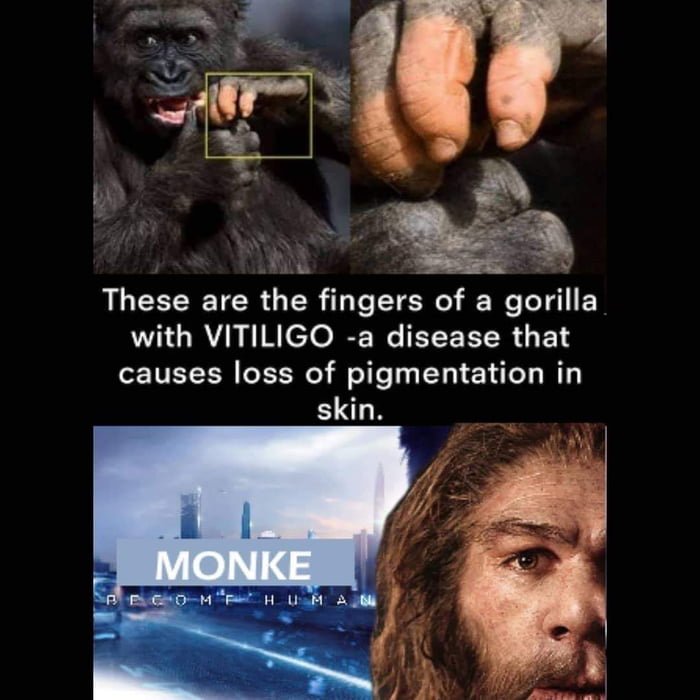 Reject Humanity, Reject Monke, Reject Peel, Become Banana : r/memes