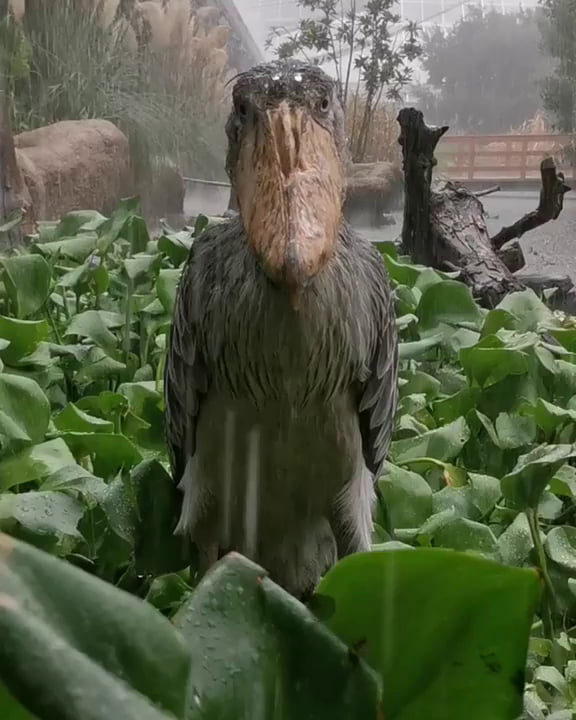 shoebill stork meme