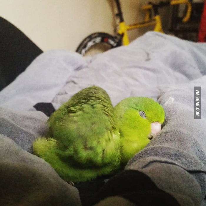Parrotlet Care For Beginners