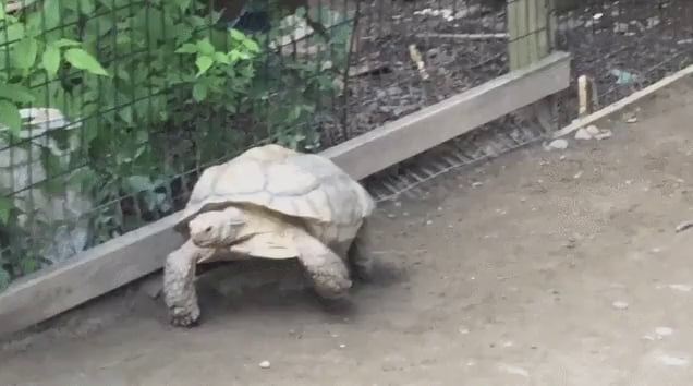 Tortoise gets stuck on a rock. Help arrives - 9GAG