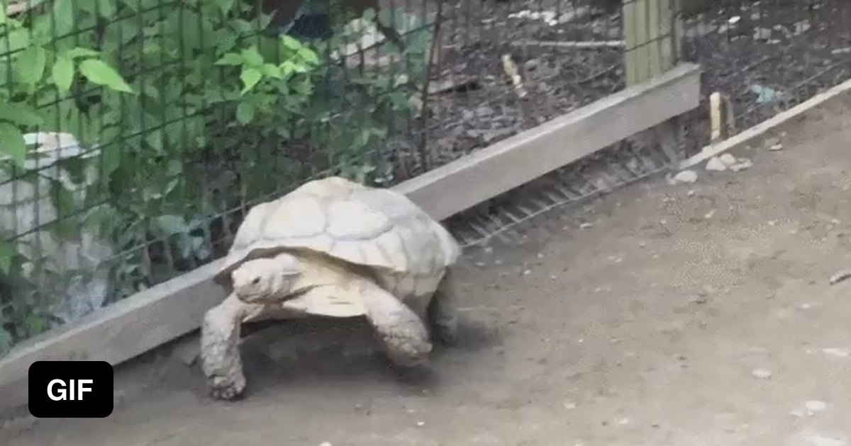 Tortoise gets stuck on a rock. Help arrives - 9GAG