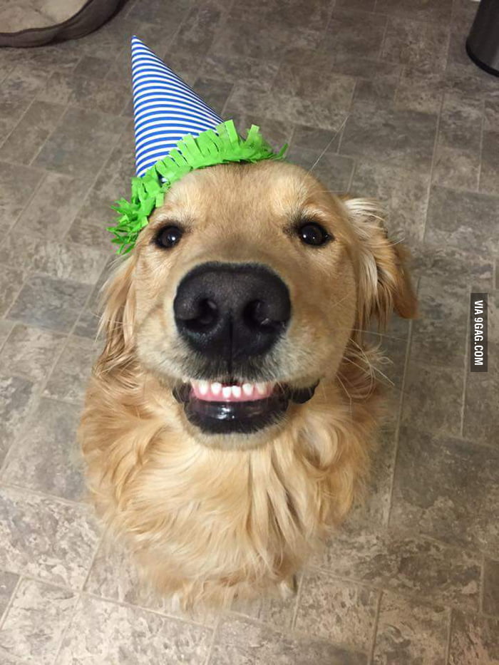 Hi, it's Dug again. Yesterday was my 1st birthday. - 9GAG