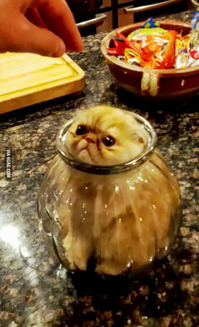 anytime-you-re-sad-just-look-at-this-cat-9gag