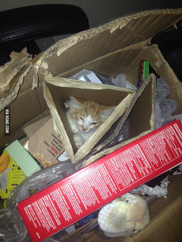 Haven't had my kitten 24 hours and I find her like this when I woke up