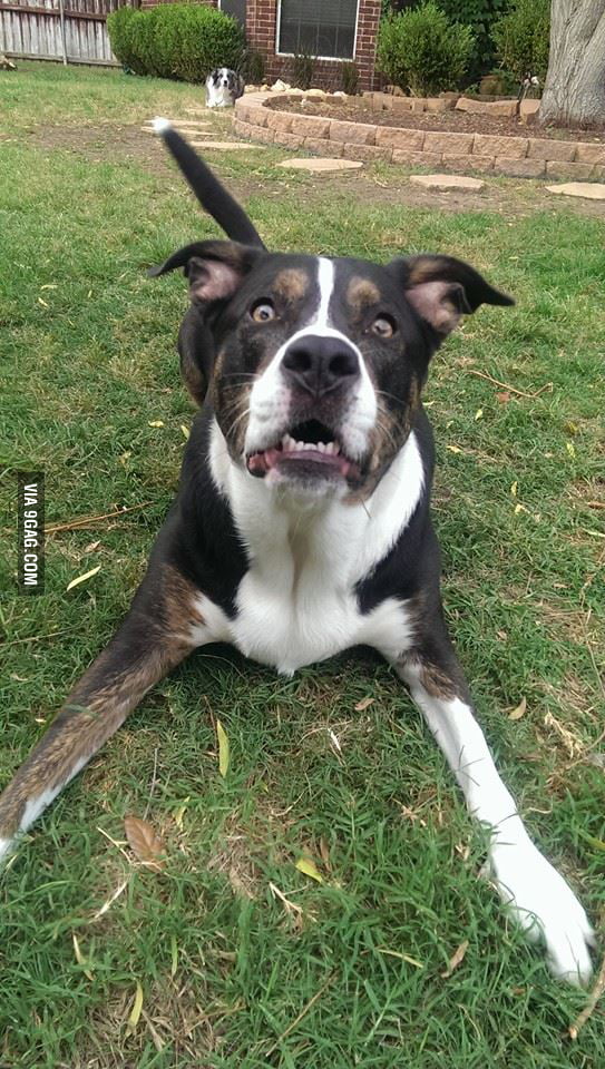 And Here Is My Dog Waiting For Me To Throw The Ball. - 9gag