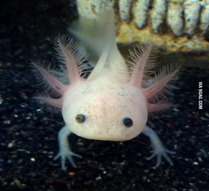 This is my axolotl, Kip. - 9GAG