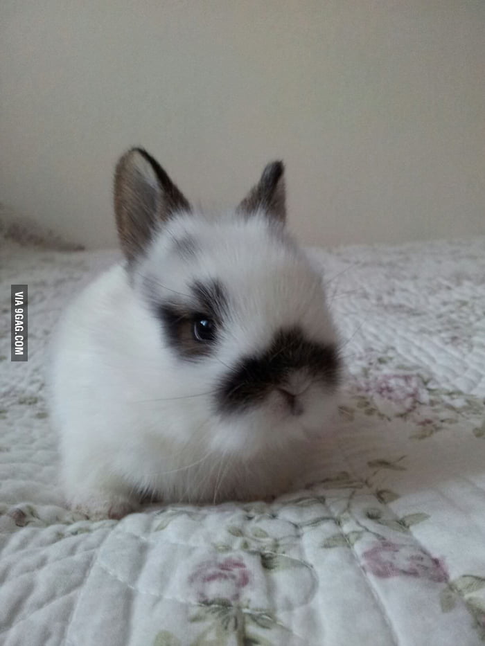 My baby bunny,it looks like he has a mustache 9GAG