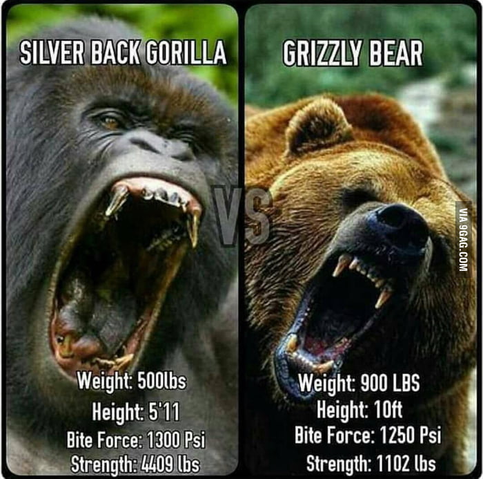 silverback gorilla vs grizzly bear