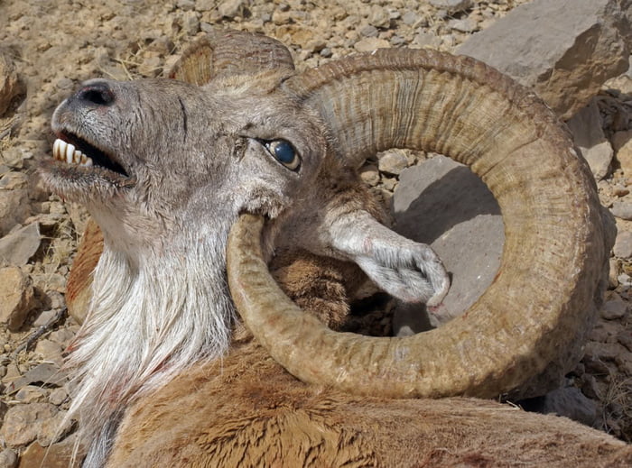 This Rams Horn Grew Into Its Own Head Over Time 9gag