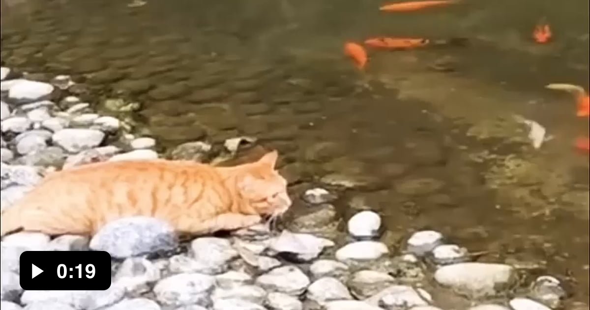 Sir cat, that koi fish is going to cost you.. - 9GAG