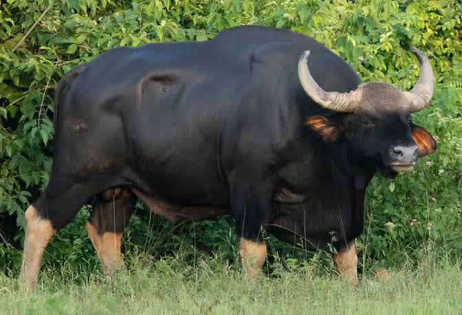 Indian Gaur , largest wild cattle - 9GAG