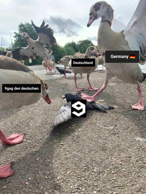 Bitte scrollen Sie weiter! Hier gibt es nichts zu sehen! - 9GAG