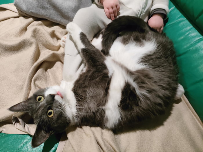 my-cat-knows-its-judo-well-9gag