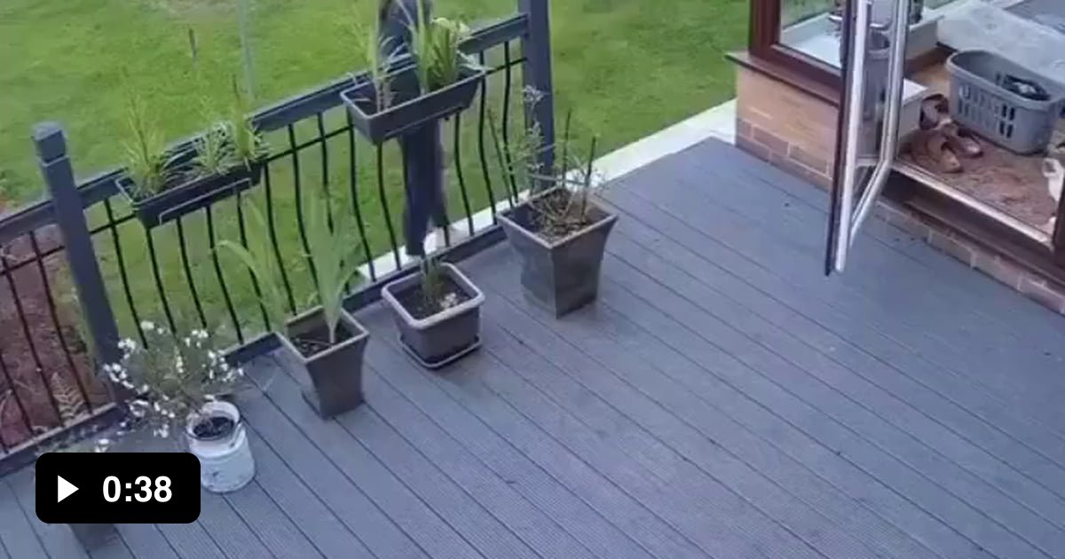 Wtf is this a dog herding cat....what's next !!!!! Crows feeding carps