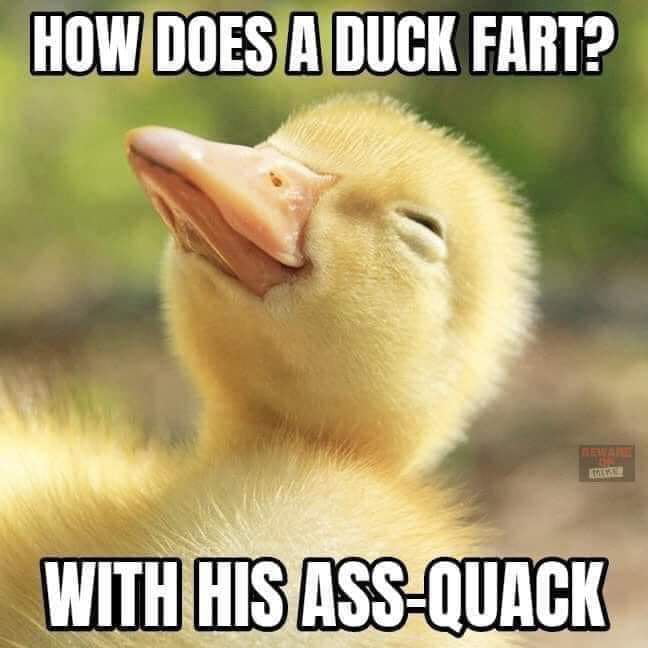 Stinking Duck Stinky Duckie - 9GAG