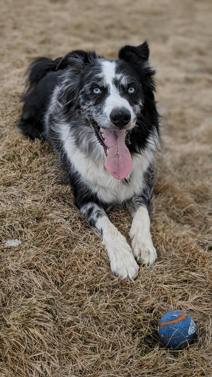 We Just Brought This Guy Home Yesterday Meet Benny The Australian Shepherd Border Collie Mix 9gag