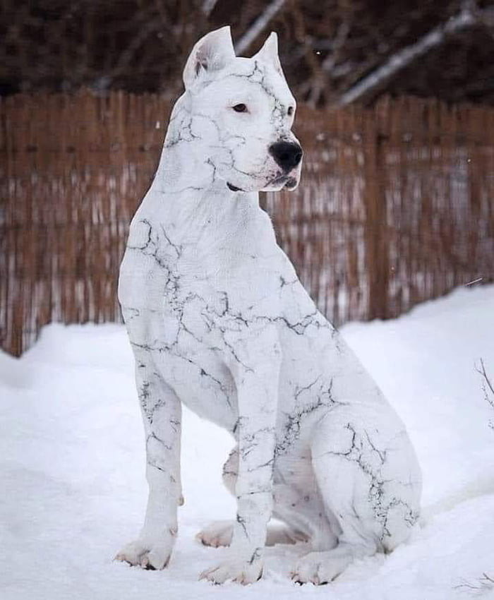 Doggo looks like a marble sculpture 9GAG