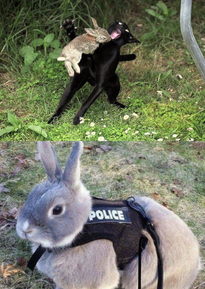 This rabbit you see here risked his life to catch this cat and now he's ...