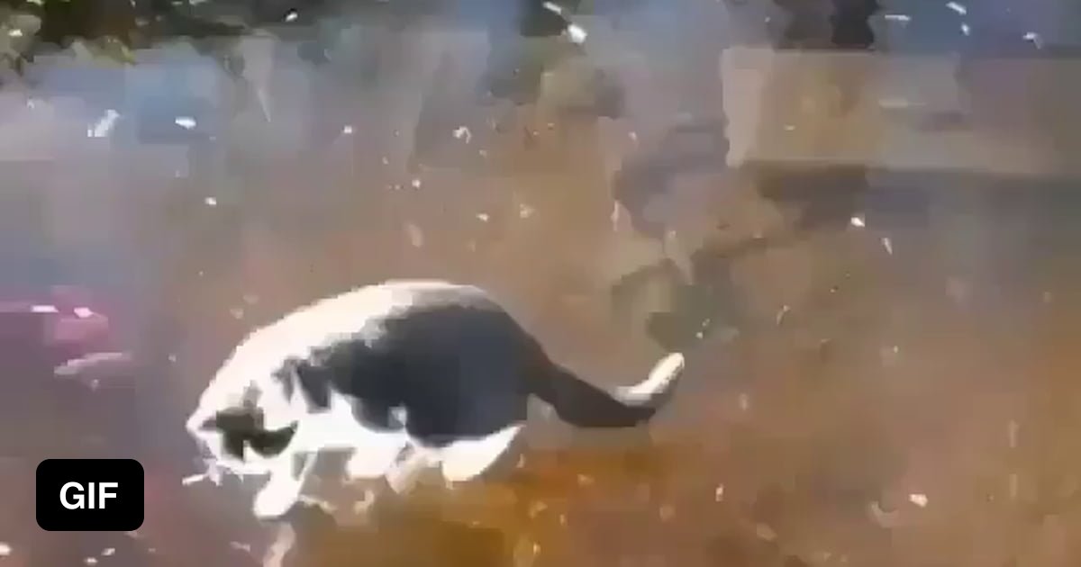 Figure Skating Cat 9GAG