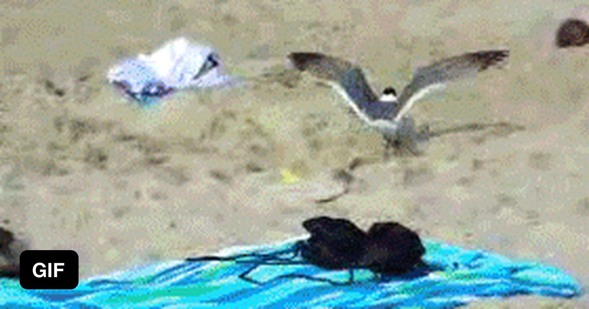 Чайки ржут. Собака на море. Рыбак на берегу. Caught beach. Летом на море.