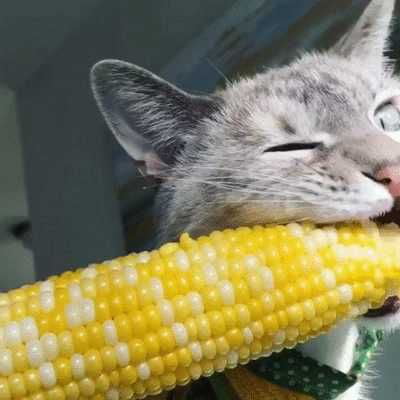 do cats like corn