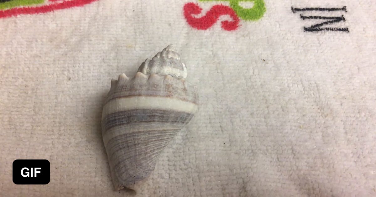 Cleaning seashells with muriatic acid. Sooo satisfying. - 9GAG
