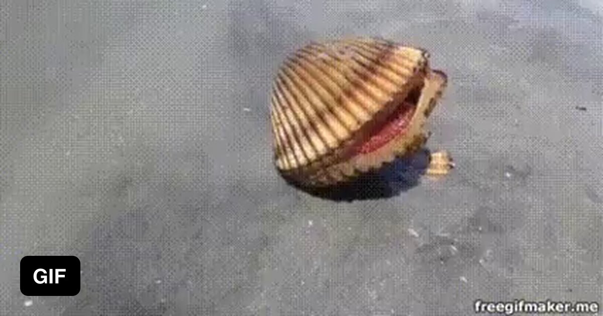 How clams.... walk. 9GAG