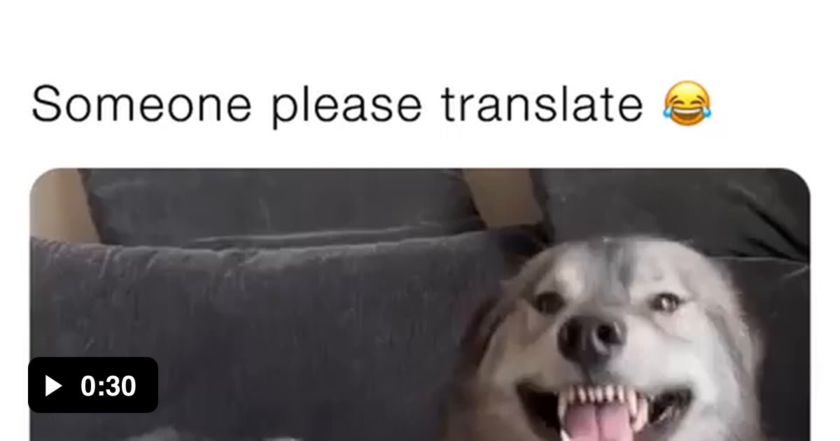 Any Dog Translator Out There? Urgent help required. 9GAG