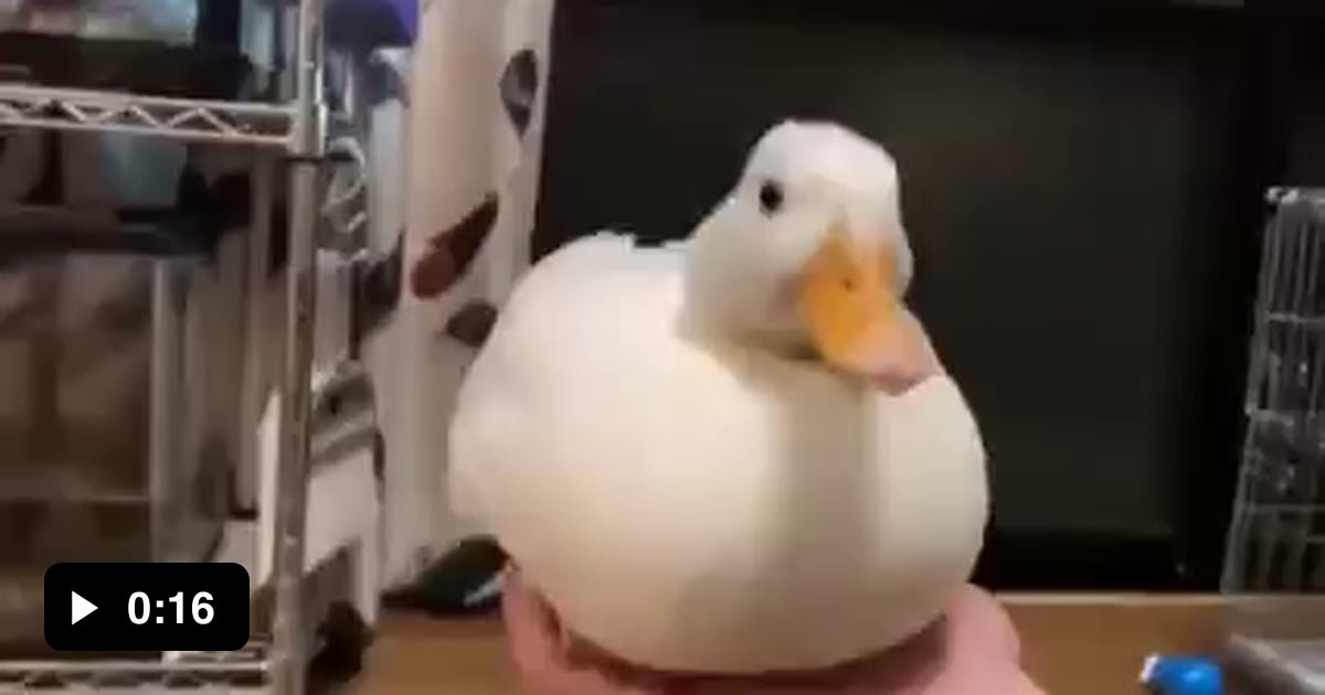 Duck Astley - 9GAG