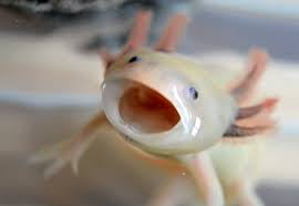 Yawns In Axolotl 9gag