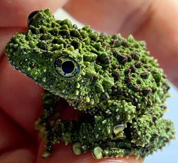 Mossy frog, its skin is a mottled green and brown that resembles moss ...