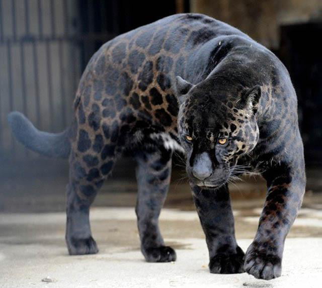 Black Panthers are actually melanistic jaguars/leopards,i.e